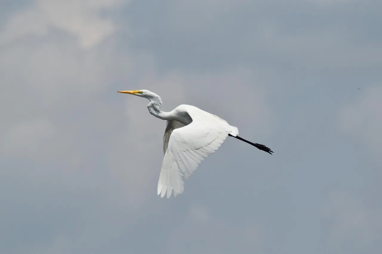 flock of birds flapping wings flying under fast river